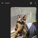 픽셀더스트 이미지