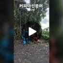 커피마신붕어