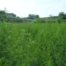 김종군농장 이미지