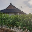 민들레집 이미지