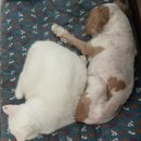 햇살동물병원 이미지