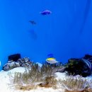 위드피시 이미지