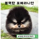 미니펫샵 - 강남구 언주로79길 5 | [블랙탄 포메라니안 분양 고민] 첫눈에 반한 아이를 몇 시간 만에 놓쳤습니다