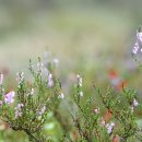 에리카(ERICA)