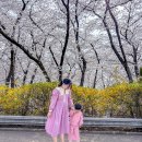 통일동산(6) 근린공원 | 2026 SK인천석유화학 벚꽃동산 개방일정 축제 주차꿀팁 포토존 명소!