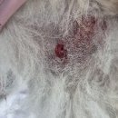 해뜨는 동물병원 이미지