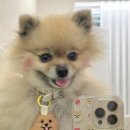 모야모야 | [모야모야] 강아지 네임텍 추천 , 강아지 커스텀 네임택 모야모야