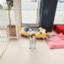 니니 애견 미용실 이미지