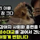 겁 많은 강아지 해외 여행을 위해 2년간 성수대교를 걸어서 건너면 벌어지는 놀라운 변화 I 노총각 유기견 입양 브이로그 이미지