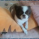 더펫센터 이미지