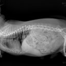 늘사랑 양한방 동물병원 이미지