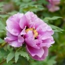 목단농장 이미지