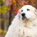 강동24시SKY 동물병원 이미지