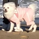 소금강별자리펜션 | 강릉 독채 펜션 추천 [소금강 별자리 펜션]/풍경도 내부도 너무 예쁜 펜션 추천