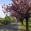 두 번째 벚꽃 이미지