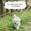 강아지 여름옷 추천 먼누누 젤리피쉬 시스루 똑딱올인원 후기