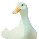 와~오리닭 이미지
