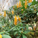 자연생태공원 부천식물원 | 🌿 부천자연생태공원·부천식물원 나들이｜실내 온실부터 전통정원까지, 하루가 모자란 힐링 공간