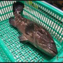 황금수산 이미지