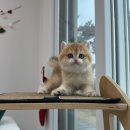 달래캐터리 이미지