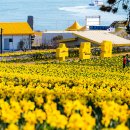 2025년 섬 수선화축제 이미지