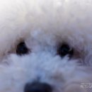 펫츠가든 이미지