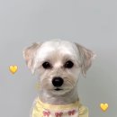 황언니 펫살롱 네이버블로그