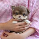 미유펫 강아지애견미용 이미지