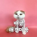 메리그루밍 이미지