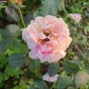 피오니 이미지