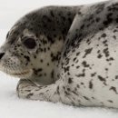 점박이 농장 이미지