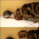 톰과 제리 이미지