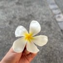 주식회사 뉴케이팜 | 세부야 !! 부탁해(2)