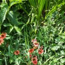 도그 앤 조이 이미지