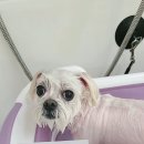 가람애견전문미용실 이미지