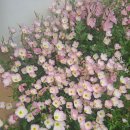 분홍향낮달맞이꽃 키우기 이미지