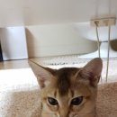 헐