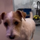 퍼피팸퍼 이미지