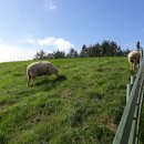 들판의추억목장 이미지