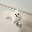 멍미 | 강아지 아이스크림 미니멜츠 멍미 급여 급여량