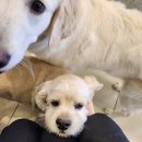어도러블 멍이 | 📍🐶🏩[구미/진평동] 구미 애견 호텔 - 어도러블멍이
