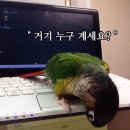 피카 이미지