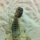 옐로우펫