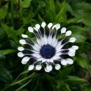 야긴과 보아스의 집 이미지