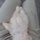 전생에인연펫 이미지