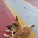 대명주유소 이미지