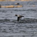 오리 날다 이미지