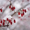 내리마을회관 | [여행] 사진작가도 반한 겨울 설경, 양평 산수유마을 이색 여행기