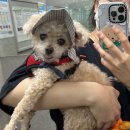 PNH 동물병원 이미지