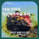 박효리군동물병원 | 강동 아이안동물의료센터 13살 강아지 담낭제거수술 담낭점액종 치료 후기